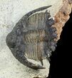 Akantharges Mbareki Trilobite - Tinejdad, Morocco #46318-4